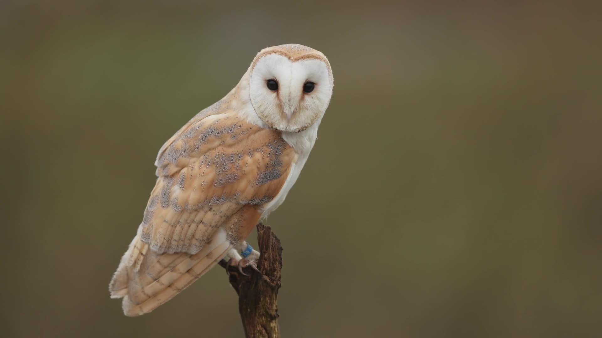 A young barn owl perched and watching, about to take flight